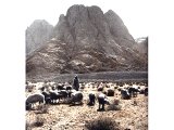 Tending the sheep of his father-in-law, Jethro, Moses brought them into the desert pastures and in due course to Mount Horeb, or Sinai. This has been identified with Jebel Musa (Mount of Moses). An early photograph.